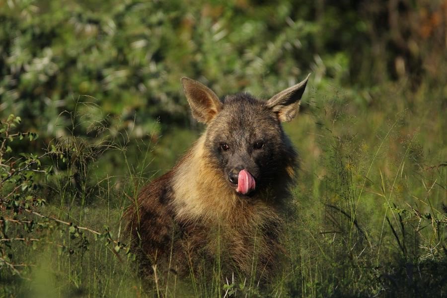 Learning more about Brown Hyena has always been on my bucketlist...for instance did you know that they can live a purely vegetarian way of life in the desert of Namibia? Eating melons, which I find incredible! To find out more 👉 ow.ly/qvkr50vKE9l
#safarilive #privatesafari