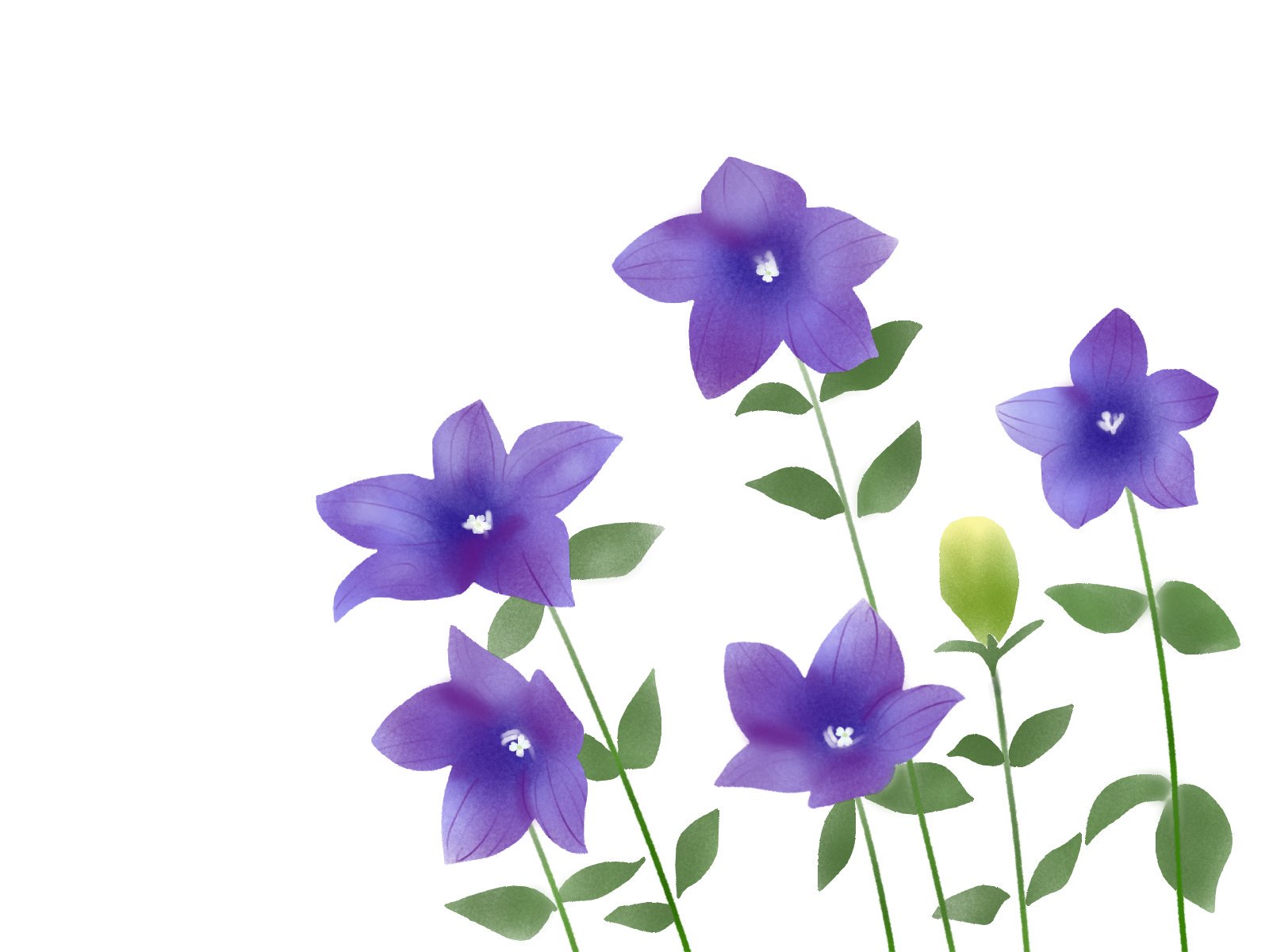 愛ちん ゆめみ愛 イラストacさん投稿の８月２８日の誕生花 桔梗 です 無料なので良かったらどうぞです T Co R4jmmpubjn 桔梗には一生涯恋人を待ち続けた 女性の物語があり 戦時中は 願掛けに桔梗の花を庭に植えた ということもあったとか