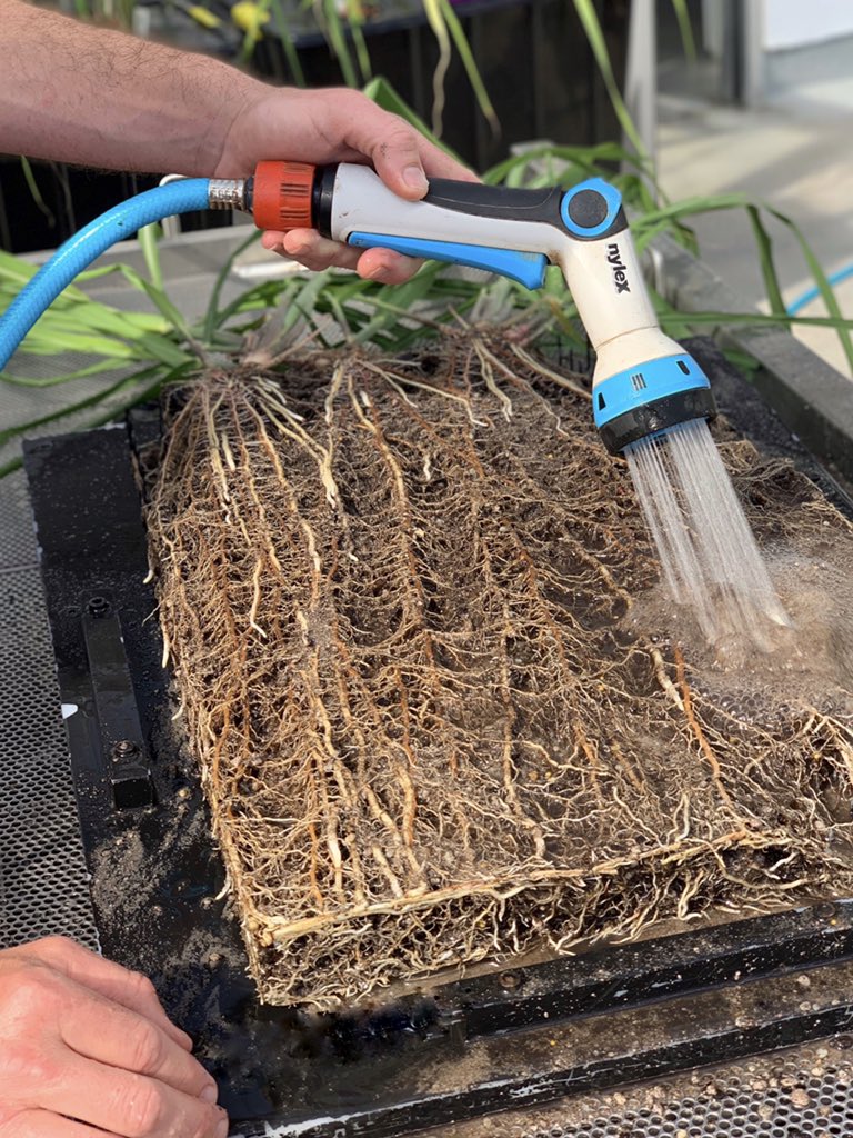 amarqdt's tweet photo. Definition of #potbound? Washing off the soil made us think about how this whole #rhizobox was pretty full with soil when we planted... and #roots don’t eat soil. Definitely some self-compacting going on. #sugarcane https://t.co/80isOt3csE