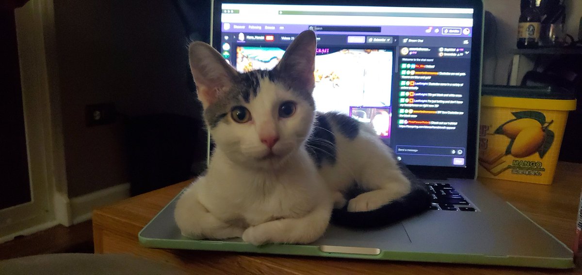 NastyTotes's tweet photo. #cattop
💯💯💯💯💯 https://t.co/bd6So9BieW