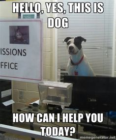 A dog named Jpeg tweet media