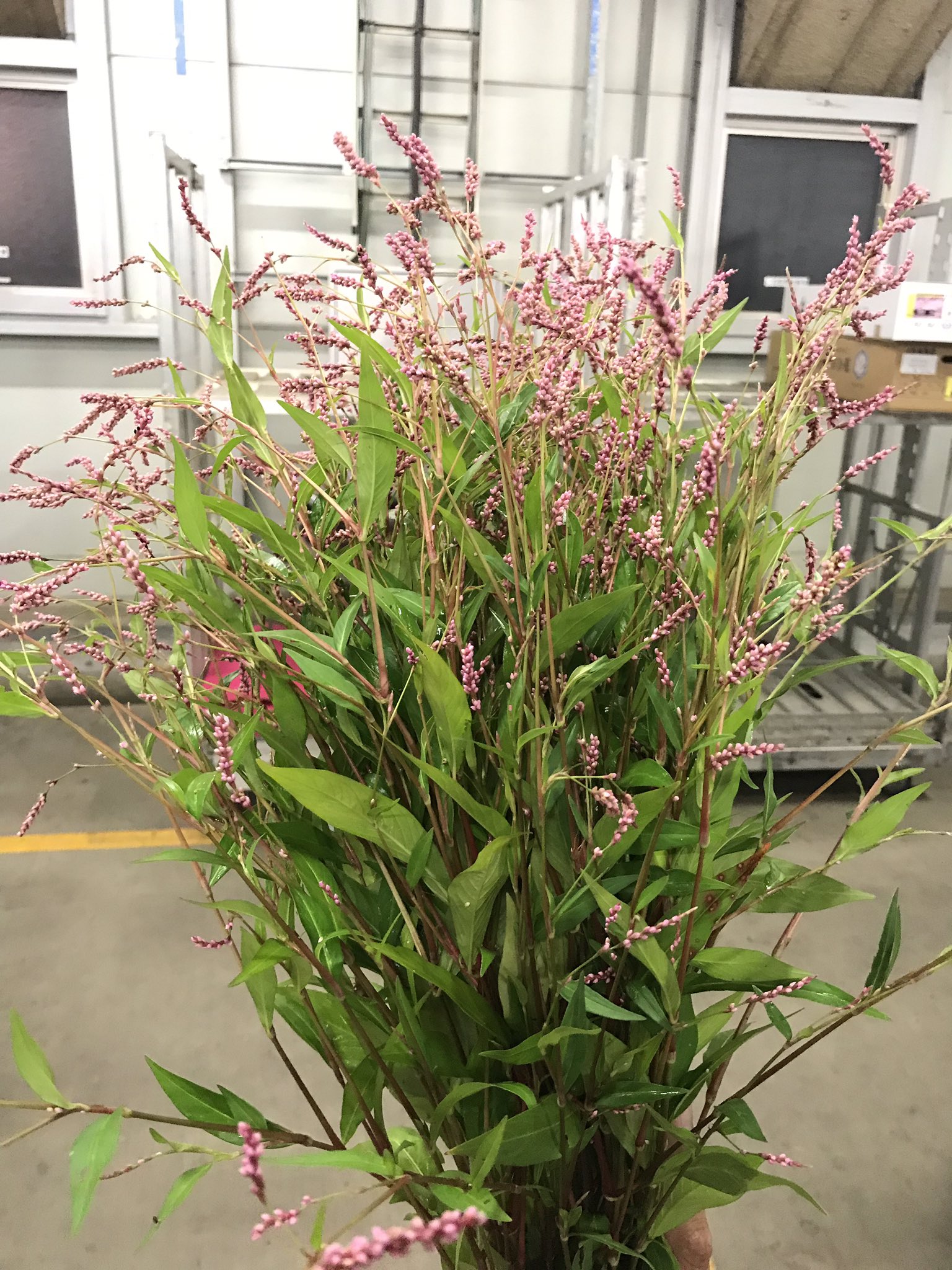 Florist花秀 イヌタデ ほぼほぼ花屋さんには置いてない花材 いけばなや茶花で使用する花材です Florist 花秀 大田区 蒲田 花屋 京急蒲田 花秀 蓼 犬蓼 たで いぬたで T Co Ntikdnxaiw Twitter