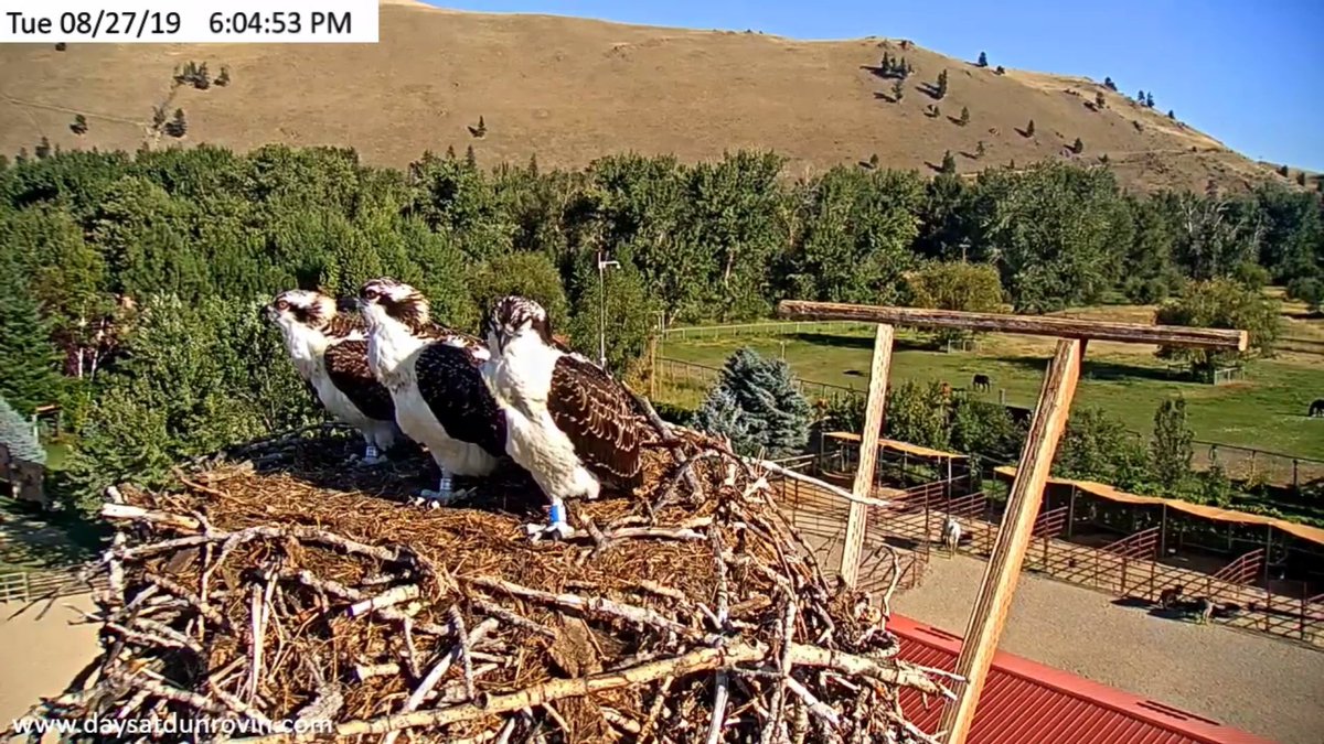 Renorabbit tweet media