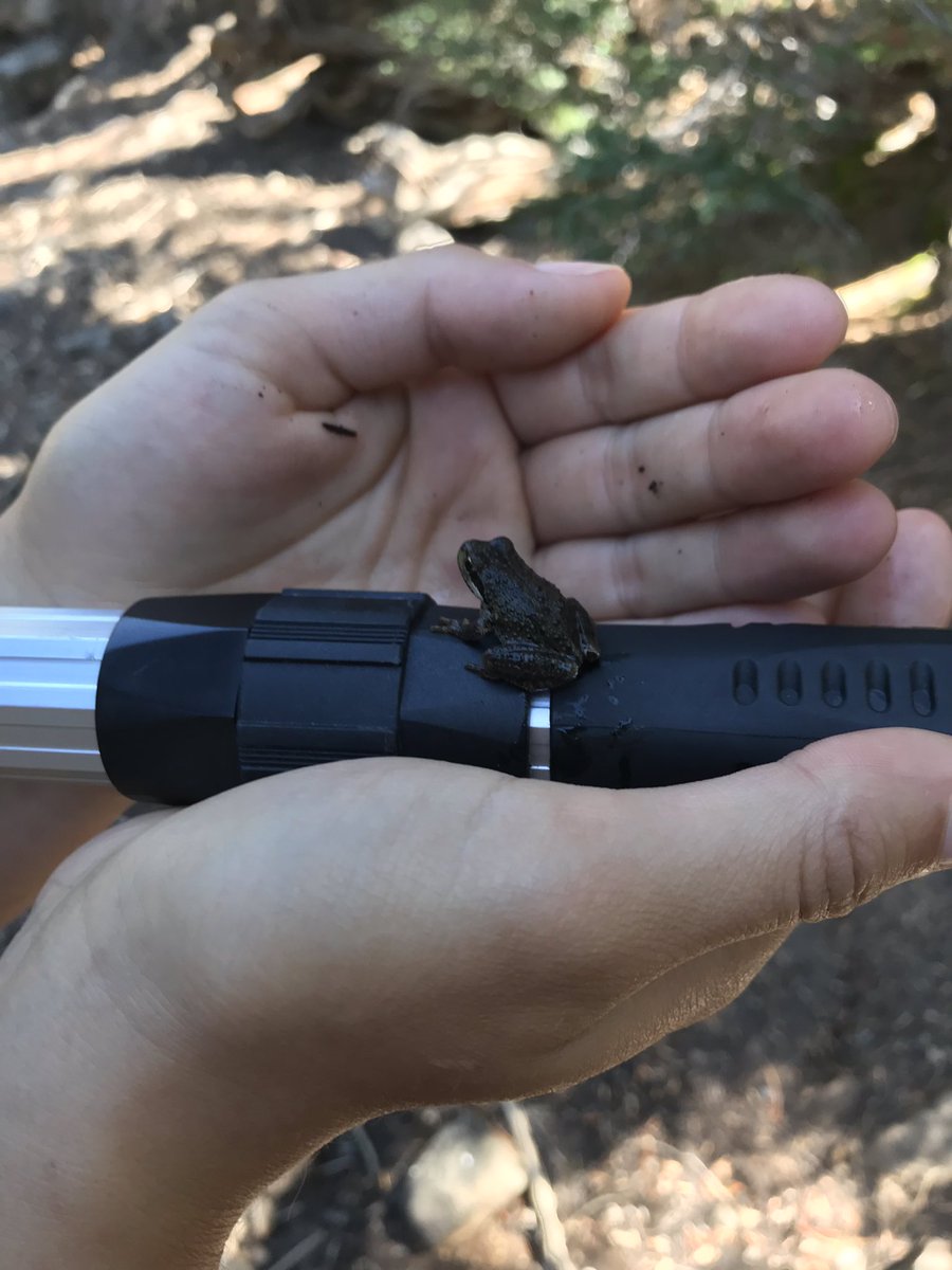 Regina Spranger, PhD tweet media