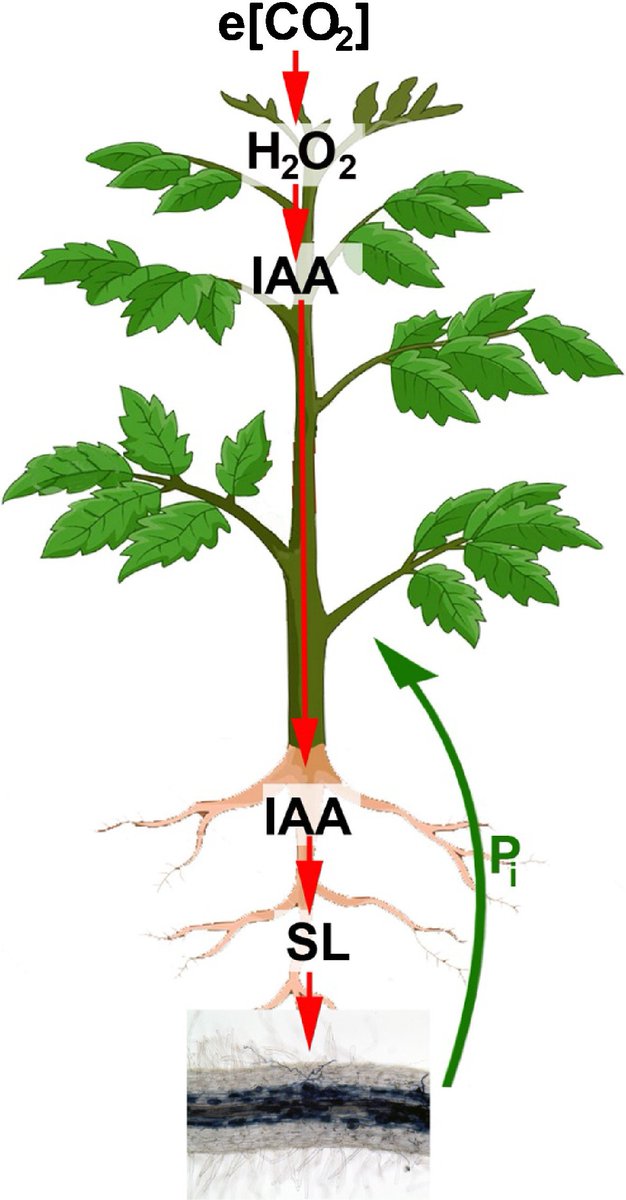 NewPhyt's tweet photo. Elevated CO2‐induced improvement of mycorrhization – which players lie in‐between? https://t.co/xahias5xgx https://t.co/WoKBe1zwEA
