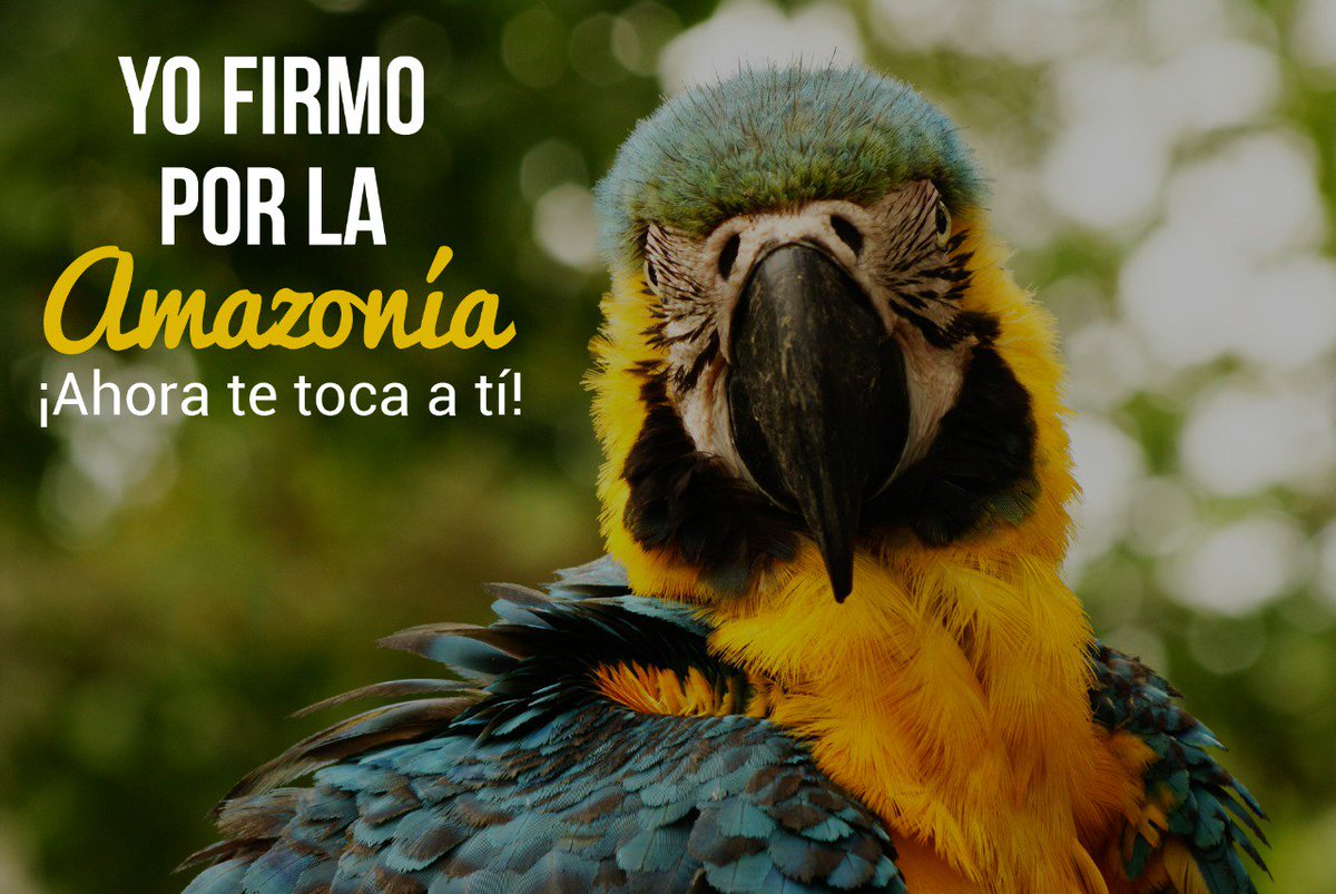 elavisperomov's tweet photo. Yo ya lo hice ¿y tú?
#Action4Amazonas #YoSoyAmazonas
Hagamos que las autoridades competentes cumplan con nuestra petición para salvar el pulmón del planeta.
Entra al siguiente link y envíales un correo: https://t.co/5C010DB1Dw https://t.co/rJ7FRBnU9v