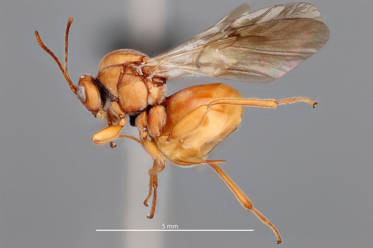 usgsbiml's tweet photo. This oak gall wasp (Cynipini) is a common species in California, producing ‘oak apples’ on the singular and mysterious valley oak (Quercus lobata). Super tiny wasp https://t.co/tQb4CqxtmW