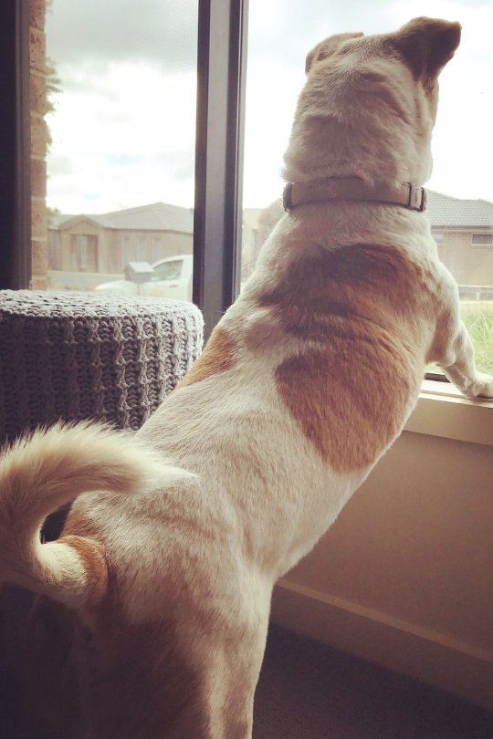 In the canine world, territorial based offences are considered  especially heinous. In this neighbourhood, the dedicated pooches who guard against these vicious felonies are members of an elite squad known as the Seriously Vigilant Unit. These are their stories.  #woofwednesday