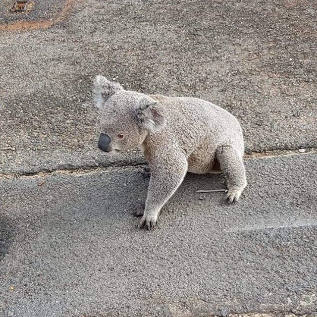 We had a furry friend at public training this morning. 
Lucky public training is free entry in the morning because he forgot his wallet 😜🐨
📸Grant Davis
#qsacbriabane #wildlife #koala #athletes #trackandfield #publictraining ift.tt/2MGIm58