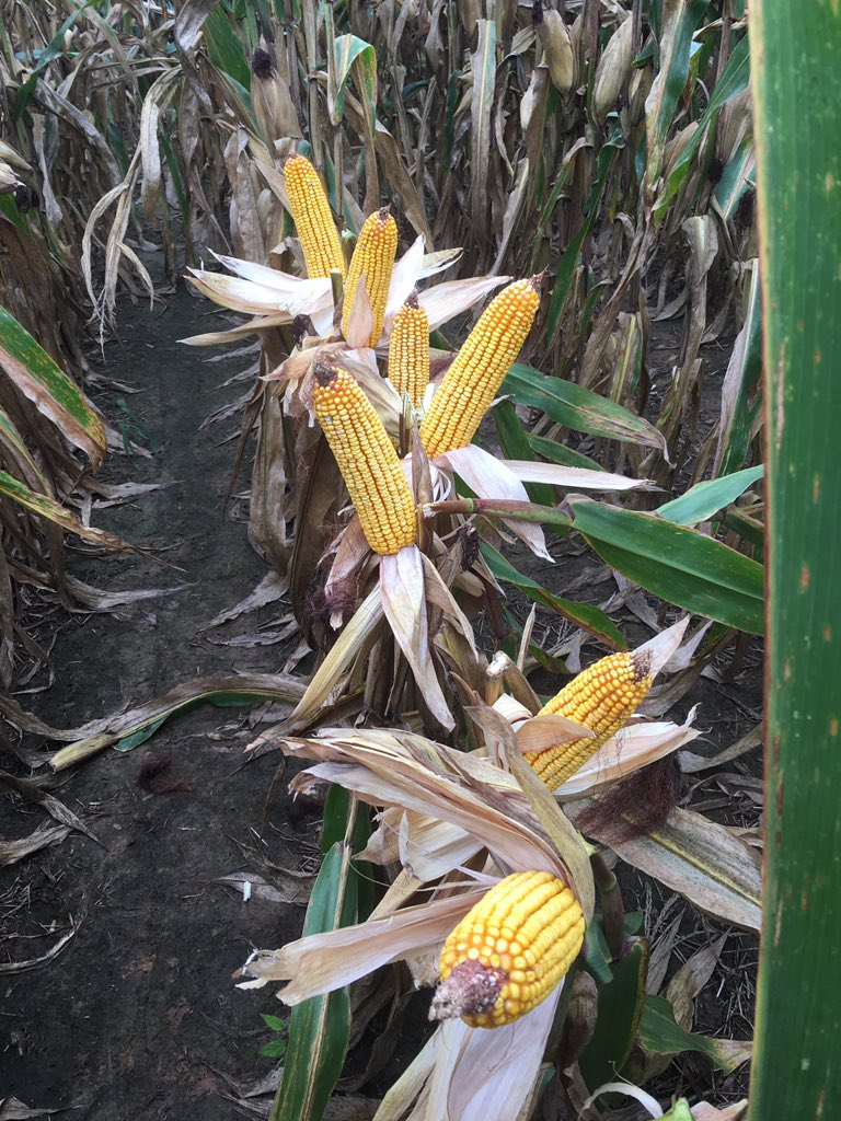 sandrick howard tweet media