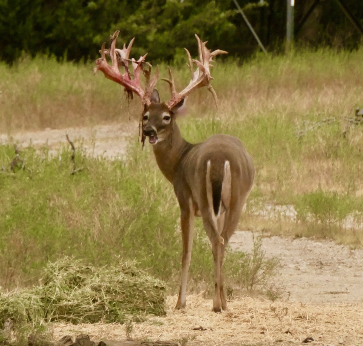 discodantheman's tweet photo. It is the beginning of velvet stripping down south. #whitetail #bone #deerseason #hunters #hunting #heritage #InUrBlood #legendsofthefall https://t.co/2eJ9d4DRVC