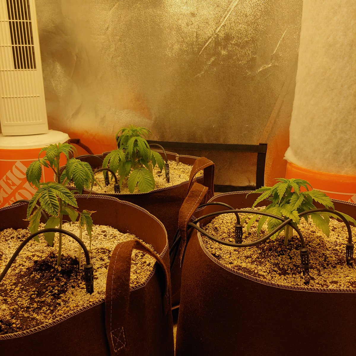 dienowkthx's tweet photo. With soil, should I have gone from solo cups to a starter pot of say 3-5 gallons before jumping to a 10 gal ?
I am trying to figure out how to improve for next grow, or for when I restart this grow killing my plants like an asshole. #cannabis #growyourown #growingproblems https://t.co/DhSjRjmttH