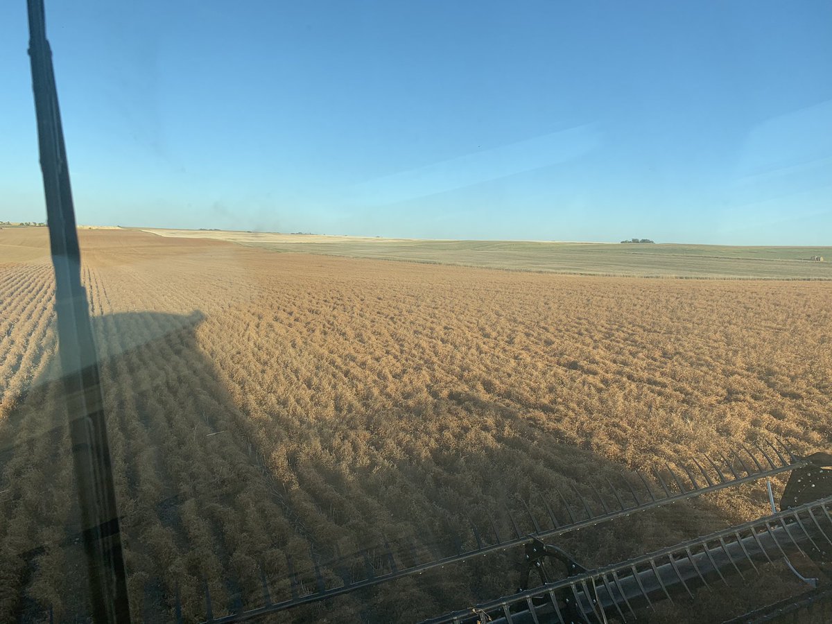 tingtang888's tweet photo. Hard to believe that the only thing l post emergent spray these #Greenstar lentils had was #Priaxor fungicide and #RegloneIon. We used #HeatComplete for preburn. Cleanest lentil field this year on our farm https://t.co/ep6qibhkOD