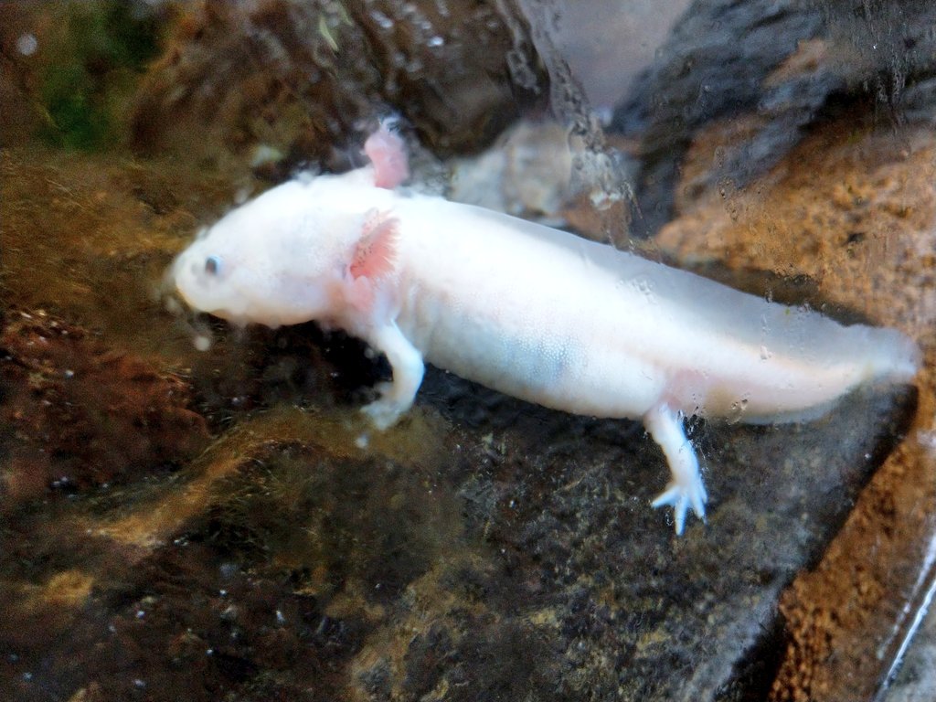 ねこみん (@nekomin0514) / Posts / X