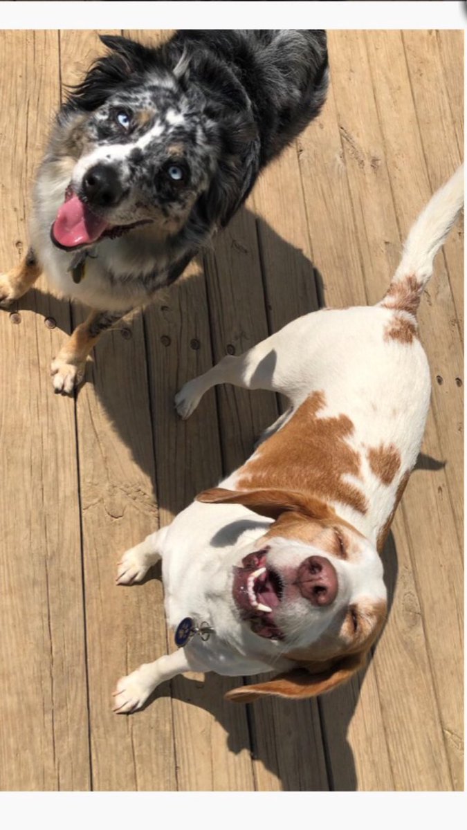 Emacann14's tweet photo. My beagle looks like me after a few cocktails! Lol #sugarbeagle #lolablue https://t.co/sX8ZXIRFl7