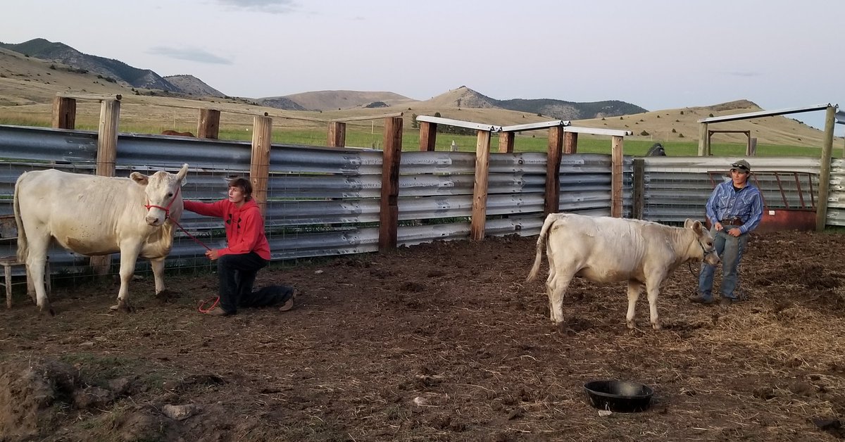 CatalystCattle's tweet photo. Messin' with Murray Greys...
#catalystcattle #Montana #thisranchlife #murraygrey #murraygreyinternational #showcattle https://t.co/MJ6xke19jE