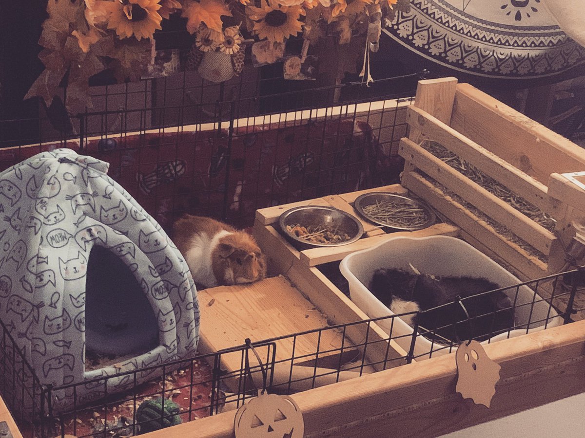 CavyBon's tweet photo. The boys say goodnight!
•🌙•
#guineapig #guineapigs #cute #cavy #cavylover #cavylife #cavysofinstagram #guineapigsofinstagram #twitch #streaming #streamer #sleepy #goodnight https://t.co/xrxVXOpO0q