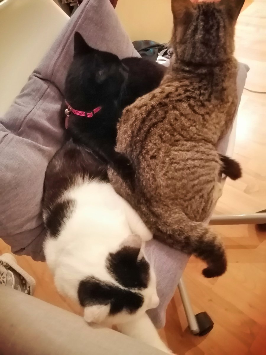 OpheliaNoxx's tweet photo. So we adopted two strays and they came to the house today. And they brought a friend? #CatPuddle
Tabby one is Hanzo, black one is Genji. I'm calling the third wheeler Zen... https://t.co/OzDHymSsu3