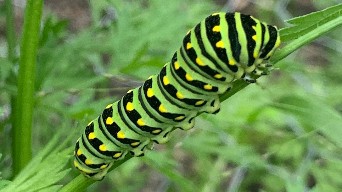 Snapped this pic today in the Native Plant &amp; Veggie Gardens in #HilsonOutdoorClassroom.  It's a Black SwallowTail Caterpillar. Great to see these little guys in our outdoor classroom - perfect timing for students to see them next week when back to school.  <a href="/HilsonAvenuePS/">HilsonAvenuePS</a> <a href="/OCDSB/">OCDSB</a>