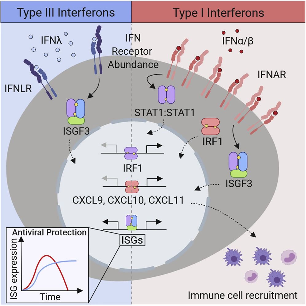 mmw_lmw's tweet photo. Distinct #ImmuneResponses Elicited by Type I and III #Interferons | through differential activation of #IRF1 | Ram Savan @UW @ImmunityCP https://t.co/WnJi6974W2 https://t.co/At7rBD7ScH