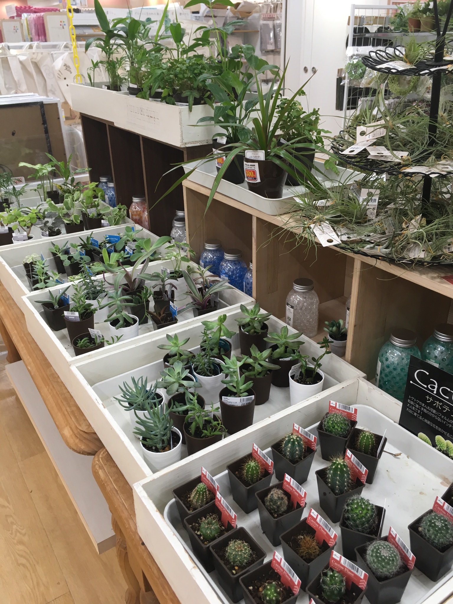 Twitter 上的 外川久志 錦糸町アルカキットのダイソーは売り場面積に比例して品揃えがとても豊富 観葉植物もけっこうあってエアプラントもそこそこ品種がありました 近くのダイソーはあってもスギディアナだけ T Co Ektyyb15lu Twitter