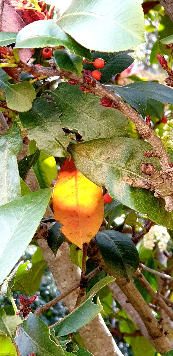 CherScheff's tweet photo. The little things #nature
I love the sun glint on leaf #Augustsun https://t.co/0yAQJ7Yp0C