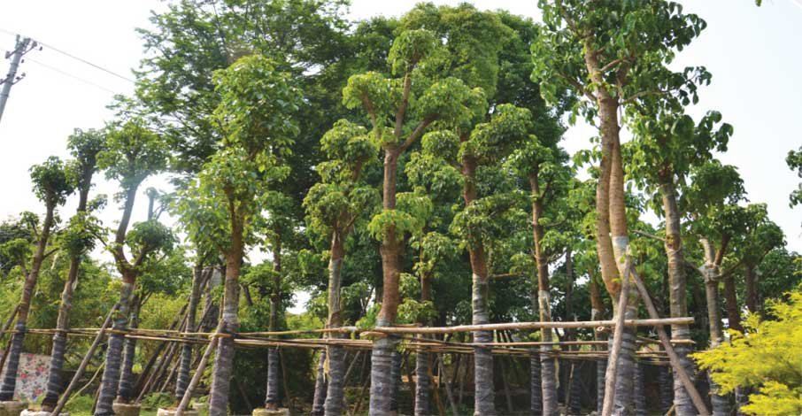 TreesUnique's tweet image. we are selling #outdoor plants,#outdoor trees,#indoorplants  and #indoortrees more information call 04066666622