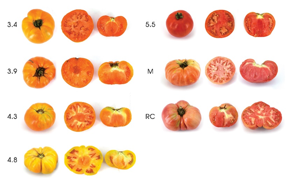 Participatory #Plant #Breeding and the #Evolution of Landraces: A Case Study in the #Organic #Farms of the Collserola Natural Park, paper by Joan Casals et al., learn more👉mdpi.com/2073-4395/9/9/…