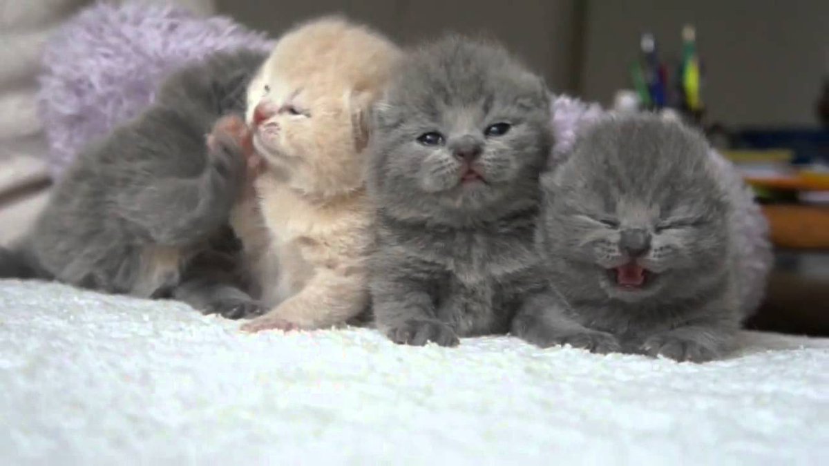 MeowMoeDotCom's tweet photo. The Cutest British Shorthair #Kittens
 
#Cats #Cat #Kittens #Kitten #Kitty #Pets #Pet #Meow #Moe #CuteCats #CuteCat #CuteKittens #CuteKitten #MeowMoe
 
#AboutCats #AllAboutKittens #BabyKittens #BritishShorthair
 
https://t.co/PfCFvD7LT5
 
. https://t.co/OmhmjMlpV0
