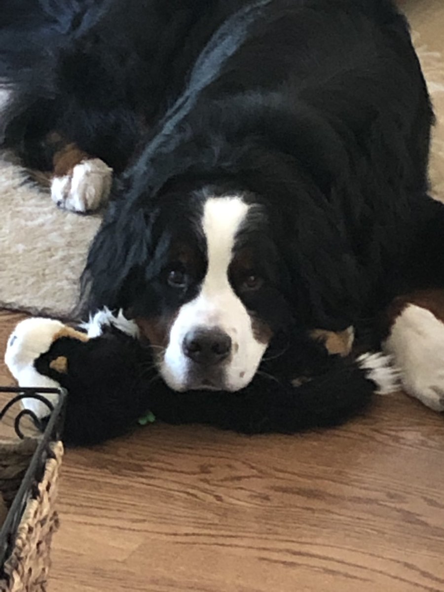 ValidCare1's tweet photo. #dogsbestfriend  Happy #internationaldogday! https://t.co/ia4aPIDh3I