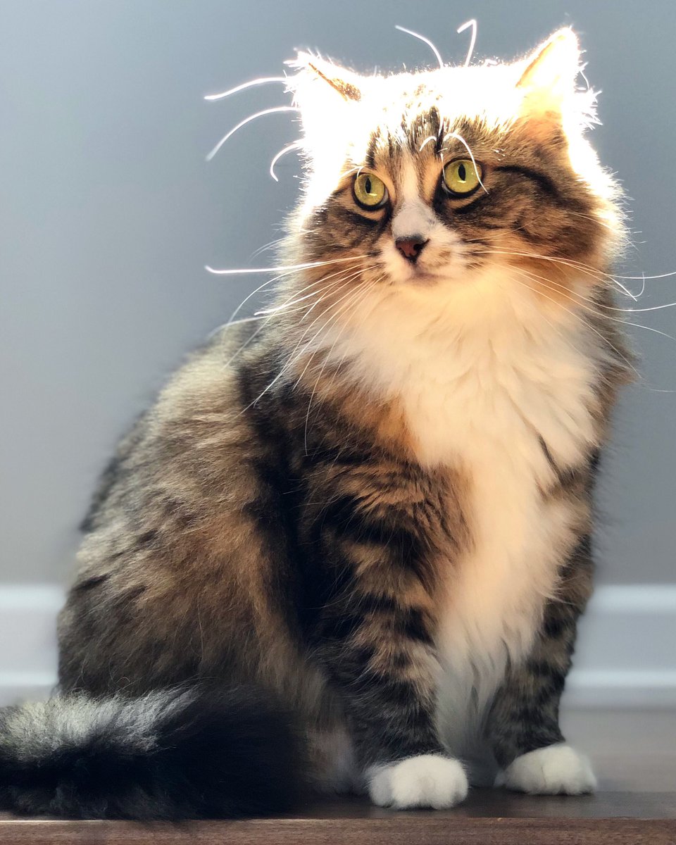 rikkelmania's tweet image. Mu is definitely giving of Winona vibes. #CatCasting