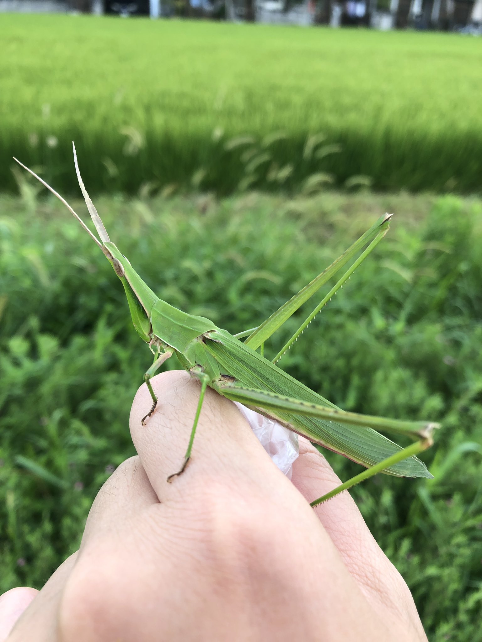 ふー 今日も寝られず 朝から田んぼ採取w 蛙様の食べられるサイズ探してたんやけどなぁ でけーな ん でけーわ 手に乗っけて どこに居るん て 飛んでかないww バッタ 蛙 カエル 餌 えさ 寝れない 薬効かない T Co 1r7imodlzr Twitter