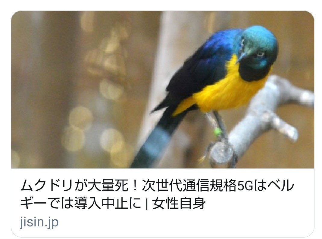 Mrbr 今もいるのかな ツキノワテリムクもアフリカに生息するムクドリの仲間とのこと アフリカの鳥は派手ですね オランダのムクドリはもっと日本のムクドリに近い種類のようです 地味 T Co S0hj7s0gil Twitter