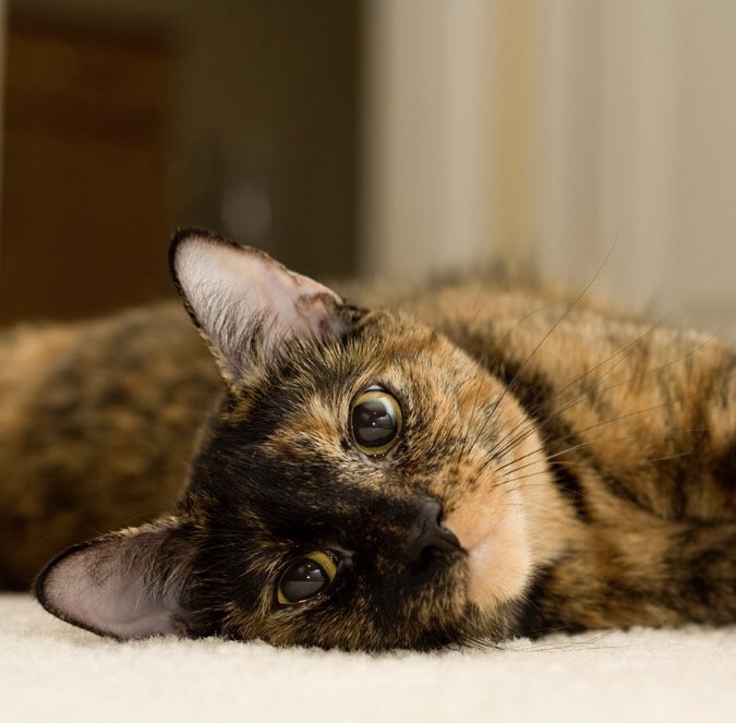 bastet8300's tweet image. #CatCasting Meryl Streep could definitely do Sammy justice. A good mix of cranky, regal, adorable, and silly.