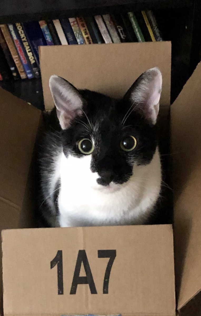 bastet8300's tweet image. #CatCasting Anton Yelchin could pull off being serious and emo, anxious, mischievous and cuddly for Dean. How could you possibly stay mad at that face?