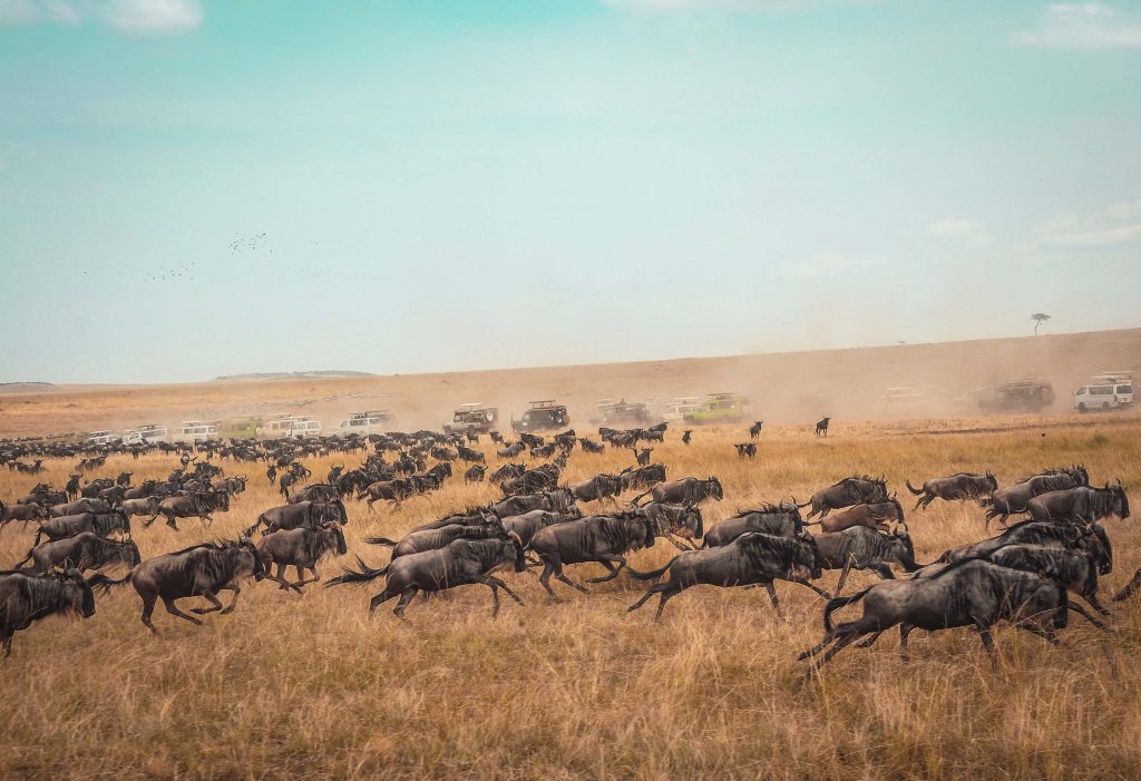 flashmctours's tweet photo. Kenya was the first of the African countries to experience mass tourism with large numbers of tourists wishing to see the wildlife that they had seen on the screen, in magazines. 

But is #Kenya a safe travel destination? Read up on LINK IN BIO to learn more! #AfricaFlashMCTours https://t.co/H7teauRu1x