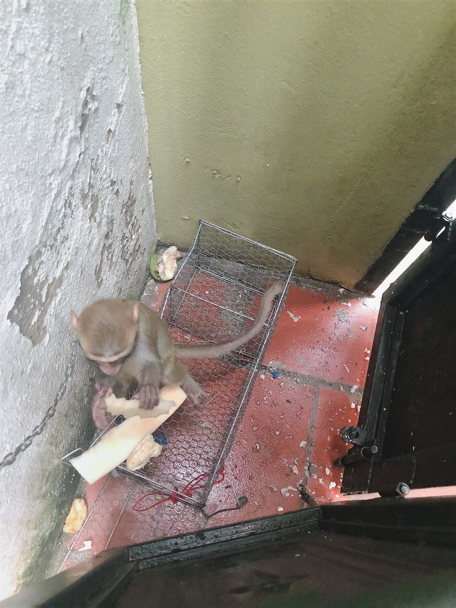 Who does this? Macaques belong in the forest, not cooped up as pets. This primate is now at a #Hanoi #animalrescue center thanks to a concerned member of the #Vietnamese public calling the #ENV #wildlife hotline. #primatesarenotpets #wildlifeWednesday <a href="/PrimateRescue/">Int Primate Rescue</a>