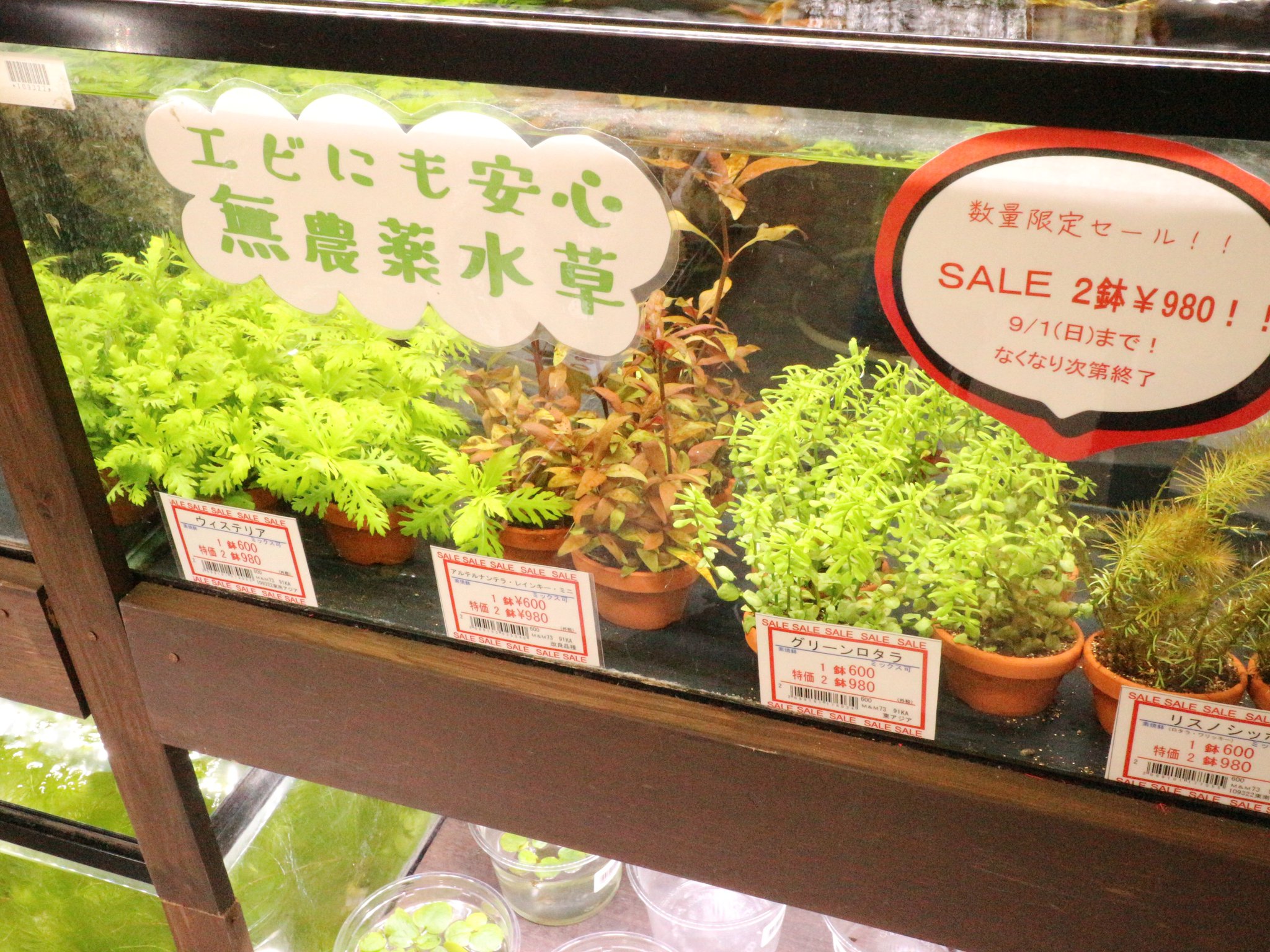 市ヶ谷フィッシュセンター 水草 園芸 No Twitter 国産水草の素焼き鉢 本日 9 1まで特別ｓａｌｅ価格にて販売中 ２鉢 ９８０税込み価格になります 国産無農薬水草なのでエビ水槽にも安心して使えます 市ヶ谷フィッシュセンター 無農薬水草 グリーン