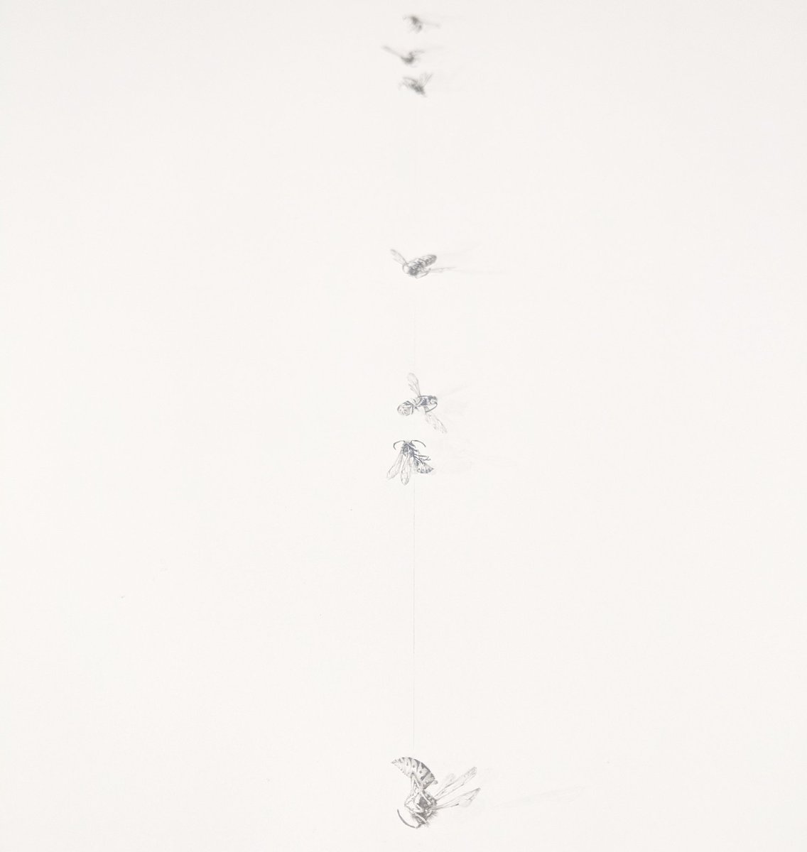 #flightpath 
.
Not sure if it's the heat or knowing that I will soon have more time in the studio but since <a href="/drawingroomldn/">Drawing Room</a> #summerschool I have found the placement and drawing a more meditative process, surfacing only to watch the bees and butterflies on the buddleia ...