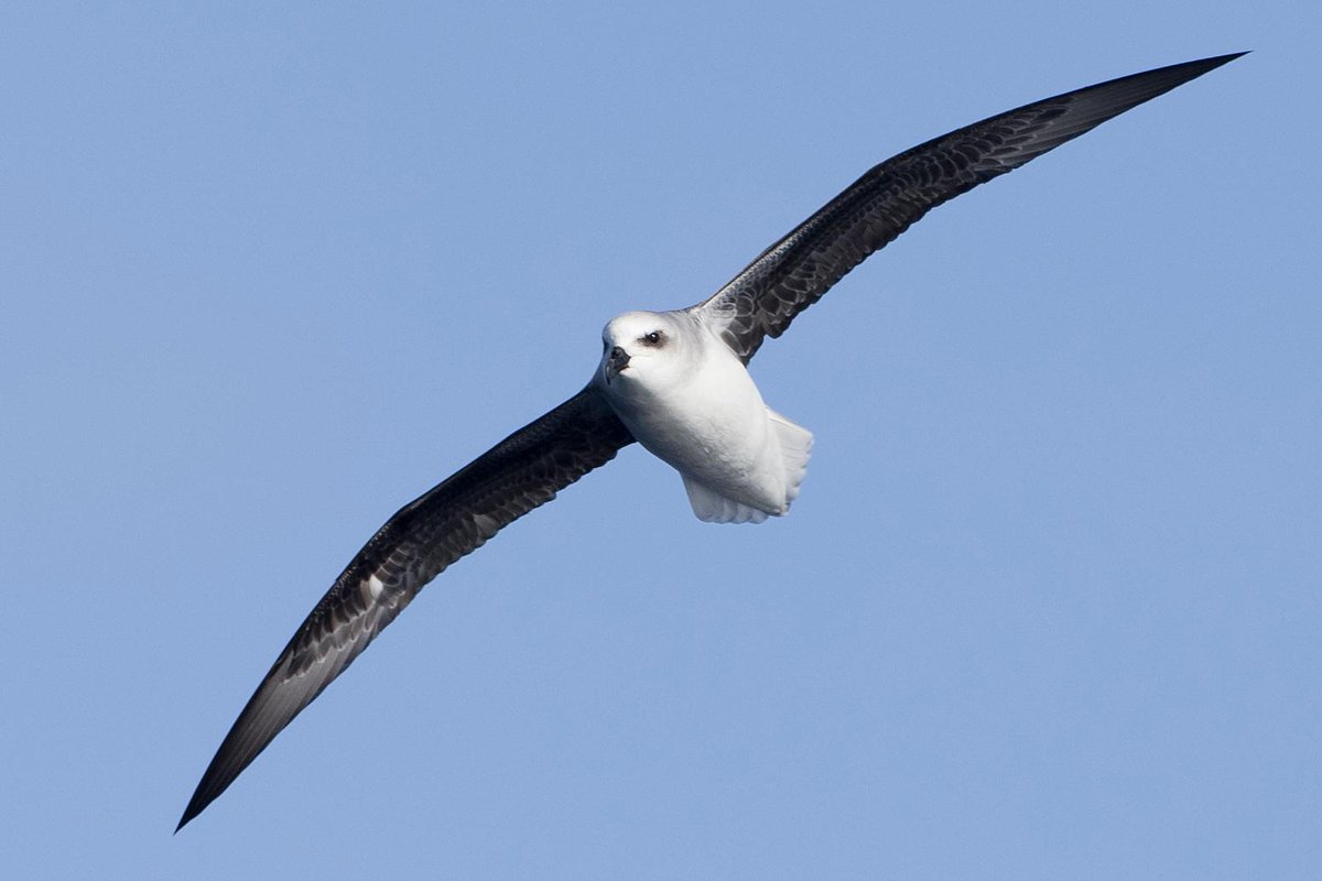 I see Beaglehole thinks this is a white-headed petrel, *Pterodroma lessonii*. Could be. http://nzetc.victoria.ac.nz/tm/scholarly/tei-Bea01Bank-t1-body-d7-d1.htmlWP: