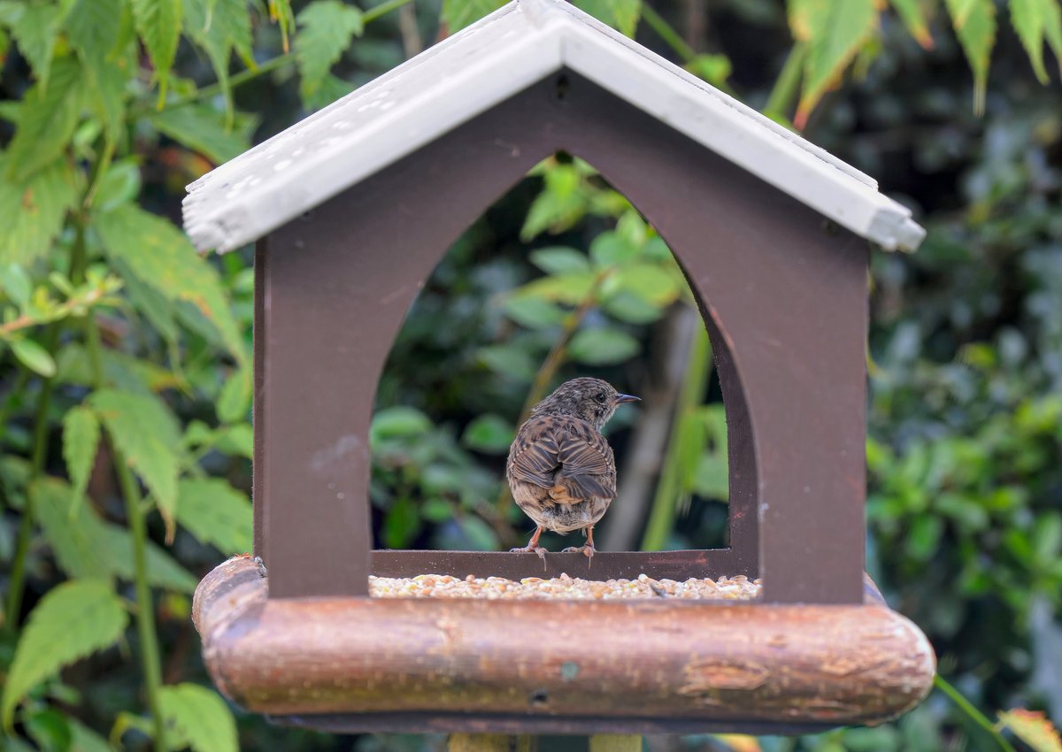 RKW1899's tweet photo. A House sparrow dropping in for a spot of breakfast this morning @Natures_Voice #birds #birdphotography #backyardbirders https://t.co/frWN7wmzSe