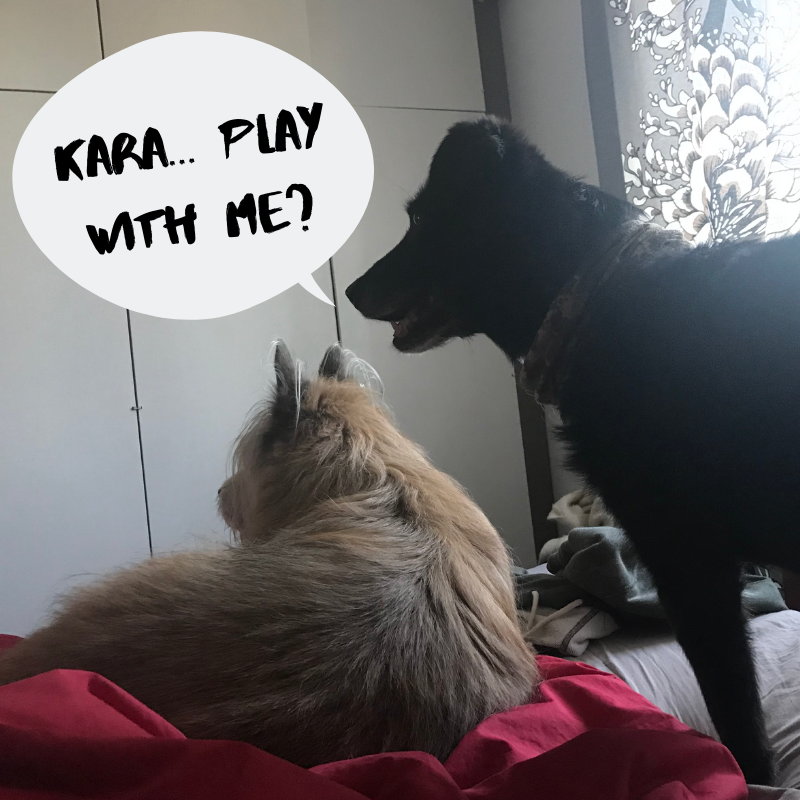 MatchingMutts's tweet photo. I hates do to do thes, but (siiigh) I must ask Kara for a favur...
#MatchingMutts #gamedev #indiedev #lostfrends #doggodev #Imadethatupmyself #bork #goodboi https://t.co/O1sMAiMCN9