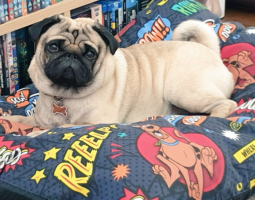 Harvey_pug's tweet photo. Harvey is loving his awesomely cool doggy mattress from the brilliant Scooby Doo range at @bmstores https://t.co/rfMqxzy19o