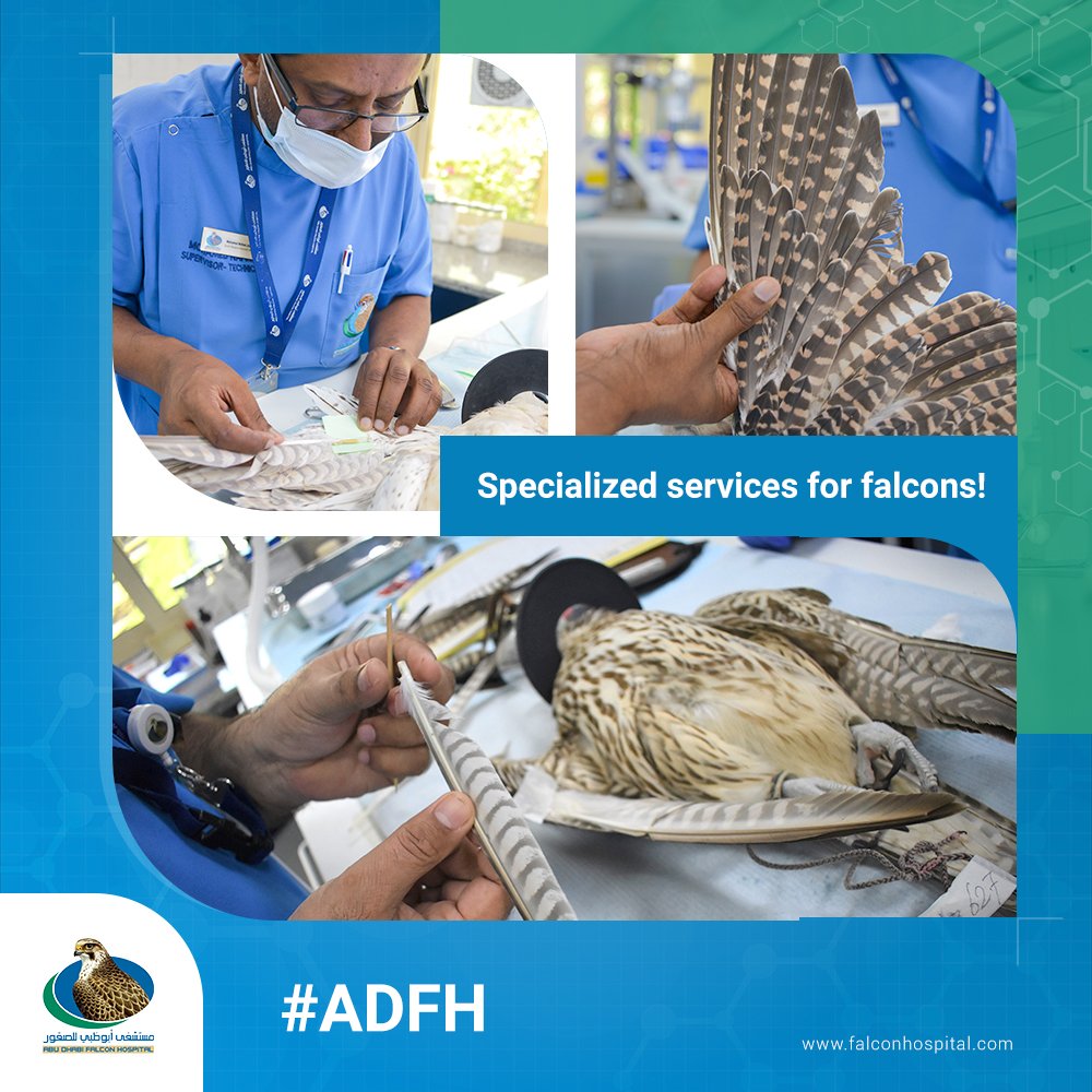 AbuDhabiFH's tweet photo. ADFH provides specialized falcon care services such as imping, which is performed with utmost care by experienced and professional medical staff.
#ADFH #FalconHospital #FalconCareServices #Imping #Falconry https://t.co/gZdcB6qSnb