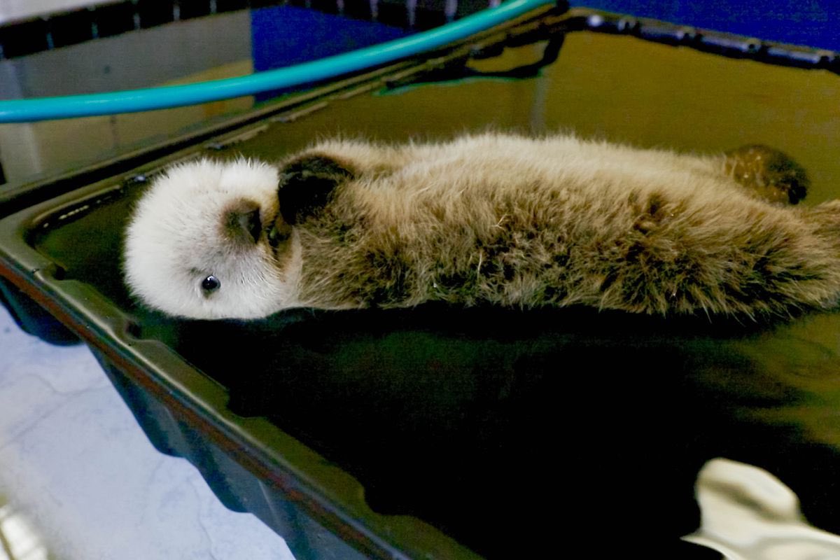 AirlineNews's tweet photo. Sea Otter Pup Flown to Alaska SeaLife Center After Fire Shuts Down Highway • https://t.co/tOFsdRMxXP • #Alaska #Alaskafire #ifla #iflyalaska #DisneyPlus #BBNaiija  #AvengersEndgame #Ashes2019 #Alaskafire #alaskaairlines #chinazi #China #SuperM #ProJared #Avgeek #AvengersEndgame https://t.co/hLRjWh4bic