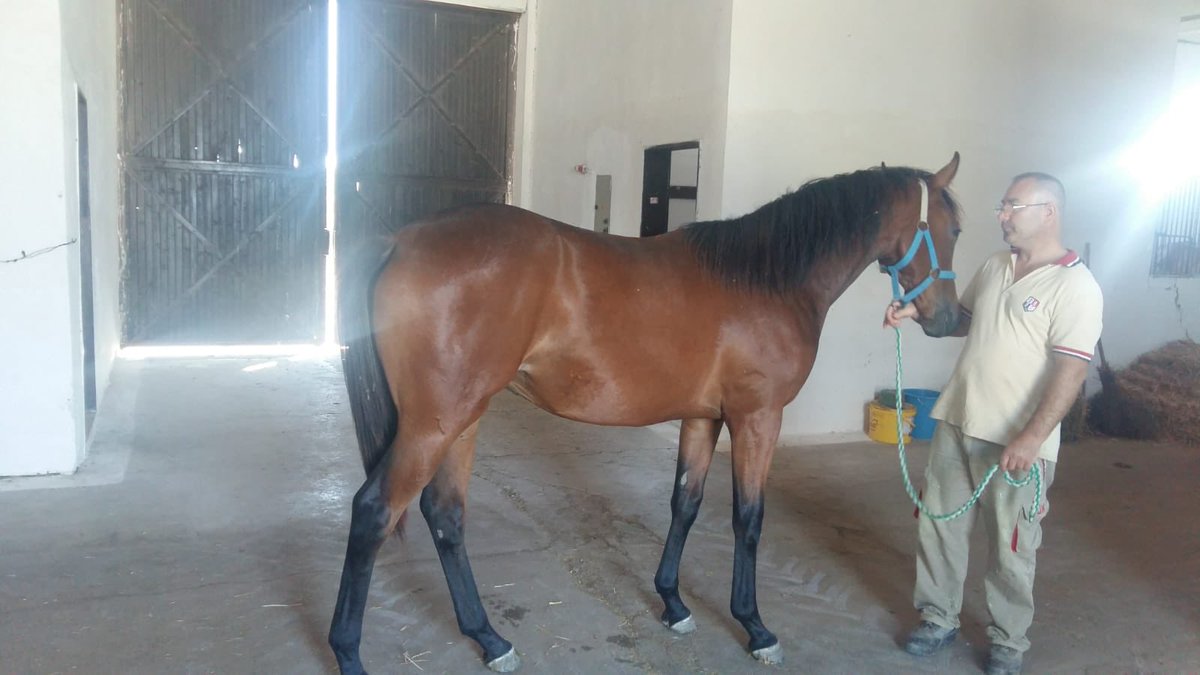 TalatAydn's tweet photo. 2018 dişi tayımız smart robin - always sunny #morah , 415 kg Rabbim koşmayı nasip etsin 🍀🙏🏻 https://t.co/910QzBa3fH