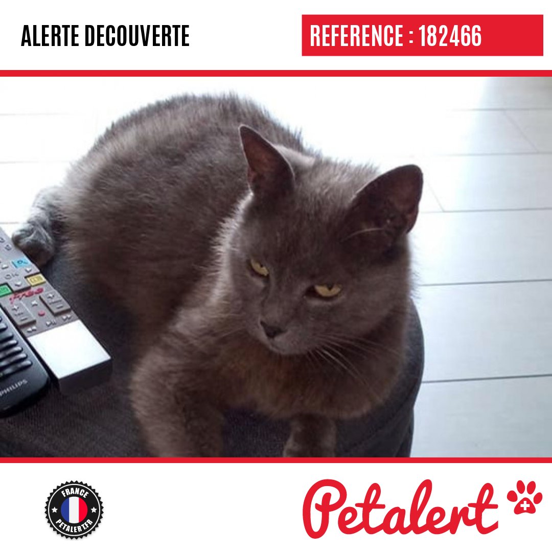 petalert_france's tweet image. Trouvé #Chat #PasDeCalais #Fampoux #Petalert  #PetAlert62 / p3t.co/kJ3Ti