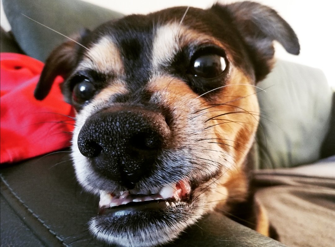 Calimero tweet media