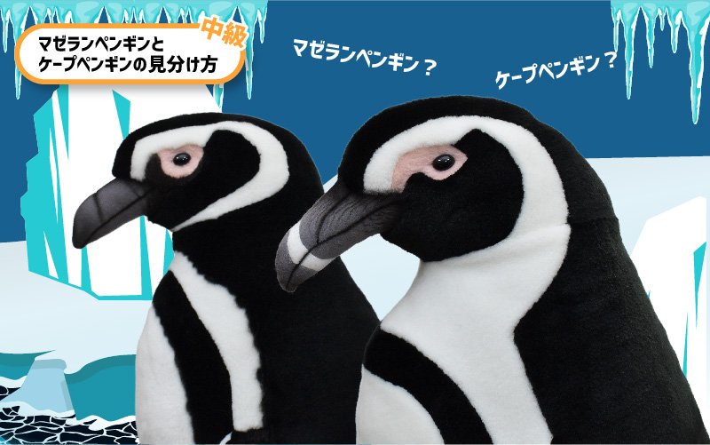 Hansa ハンサ せっかくなので本日はペンギンクイズを3問出題 混同されやすいペンギンたち どっちがどっちか分かりますか ただし画像のサイズ差は考慮しないものとする 正解はリプ欄に 上級はむしろhansa博士向けの問題です Hansa ハンサ
