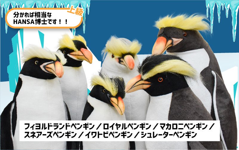 Hansa ハンサ せっかくなので本日はペンギンクイズを3問出題 混同されやすいペンギンたち どっちがどっちか分かりますか ただし画像のサイズ差は考慮しないものとする 正解はリプ欄に 上級はむしろhansa博士向けの問題です Hansa ハンサ Hansa ハンサ せっかくなので本日はペンギンクイズを3問出題 混同されやすいペンギンたち どっちがどっちか分かりますか ただし画像のサイズ差は考慮しないものとする 正解はリプ欄に 上級はむしろhansa博士向けの問題です Hansa ハンサ